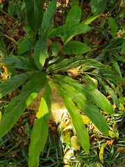 Alpinia hainanensis