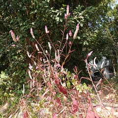 Celosia spicata