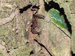 Liocheles