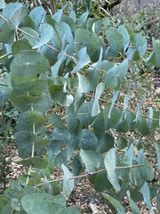 Eucalyptus perriniana
