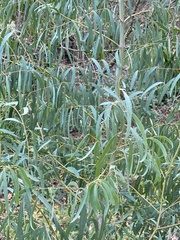 Eucalyptus nicholii