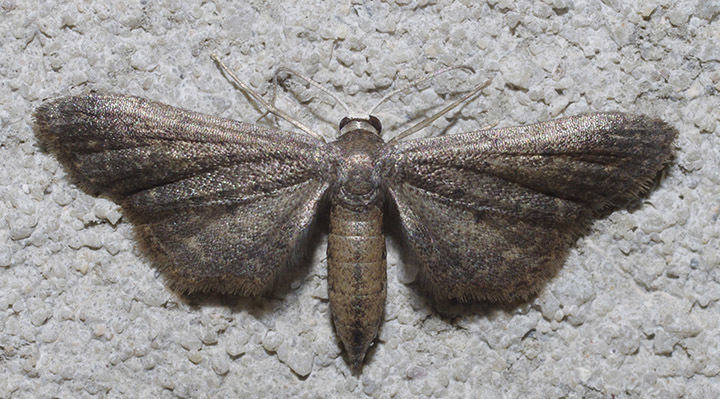 Protoproutia
