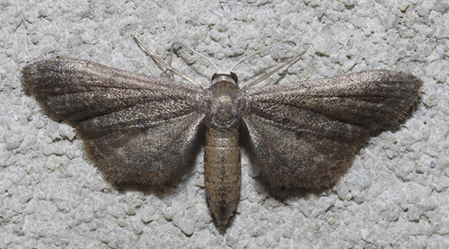 Protoproutia laredoata (Cassino, 1931)