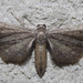 Protoproutia laredoata - Photo (c) David G. Barker, some rights reserved (CC BY-NC), uploaded by David G. Barker