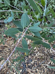 Eucalyptus coccifera