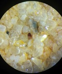 Indopadilla vimedaba