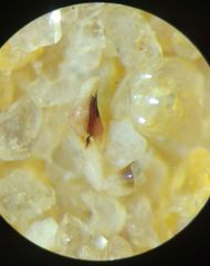 Indopadilla vimedaba