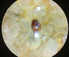 Indopadilla vimedaba