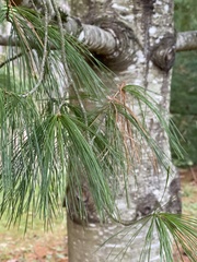 Pinus armandi
