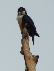 Microhierax fringillarius