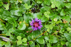 Prunella vulgaris vulgaris