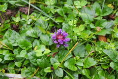 Prunella vulgaris vulgaris