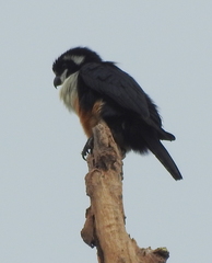 Microhierax fringillarius