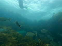 Kyphosus cornelii