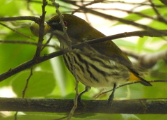 Dicaeum chrysorrheum