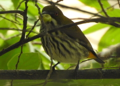 Dicaeum chrysorrheum