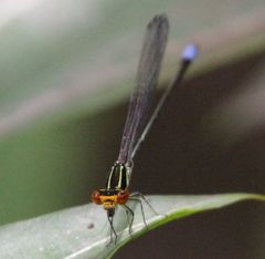 Pseudagrion hageni