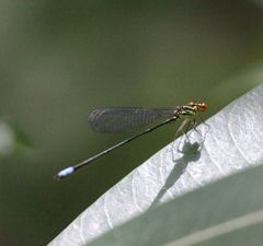 Pseudagrion hageni