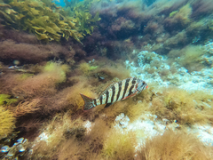 Goniistius rubrolabiatus