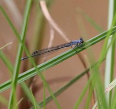 Pseudagrion salisburyense