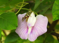 Apalacris varicornis