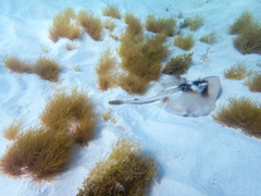 Trygonoptera personata