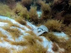 Trygonoptera personata