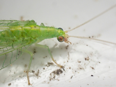 Chrysoperla pudica-group