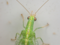 Chrysoperla pudica-group