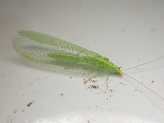 Chrysoperla pudica-group