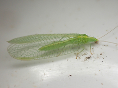 Chrysoperla pudica-group