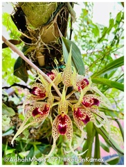 Bulbophyllum virescens