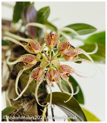 Bulbophyllum virescens