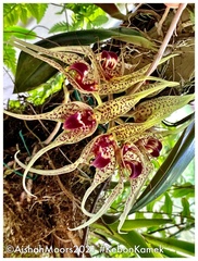 Bulbophyllum virescens