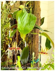 Bulbophyllum virescens