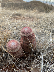 Echinocereus pectinatus rutowiorum