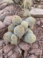 Escobaria chihuahuensis