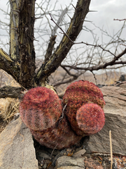 Echinocereus pectinatus rutowiorum
