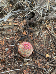 Echinocereus pectinatus rutowiorum