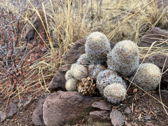 Escobaria chihuahuensis