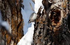 Sitta europaea albifrons