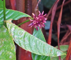Palicourea suerrensis
