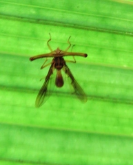 Richardia telescopica