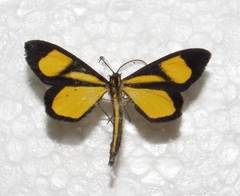 Smicropus intercepta