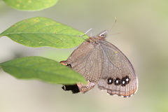 Gyrocheilus patrobas