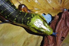 Diploglossus monotropis