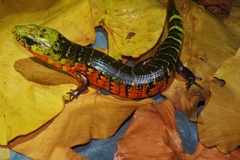 Diploglossus monotropis