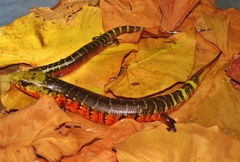 Diploglossus monotropis