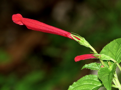 Salvia elegans