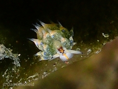 Costasiellidae